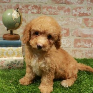 Maltipoo – 913