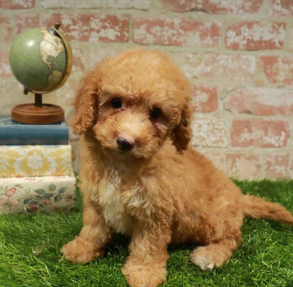 Maltipoo - 913, Maltipoo, Image 1