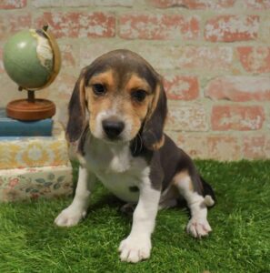 Waggles Beagle puppy available