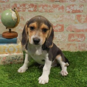 Beagle – 915