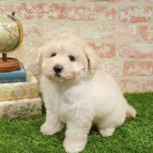 Bichapoo – 916