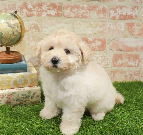 Tiffany, Bichapoo, Image 1