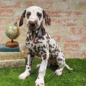 Dalmatian – 917