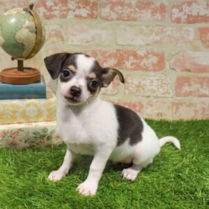 Chihuahua – 919