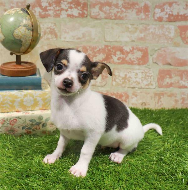 Roger, Chihuahua, Image 1