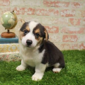 Pembroke Welsh Corgi – 918