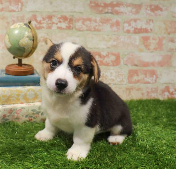 Katherine, Pembroke Welsh Corgi, Image 1