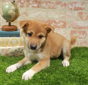 Waggles Shiba Inu puppy available