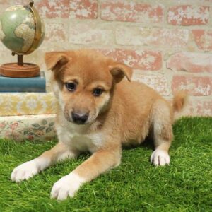 Shiba Inu – 920