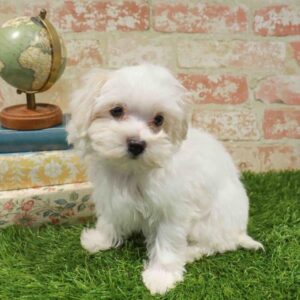 Maltese – 921