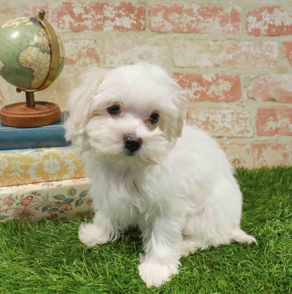 Mildred, Maltese, Image 1