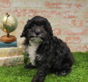 Waggles Cavachon puppy available