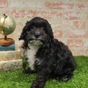Cavachon – 922