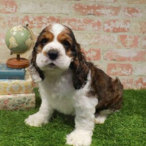 Cocker Spaniel – 923