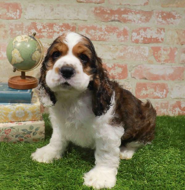 Eli, Cocker Spaniel, Image 1