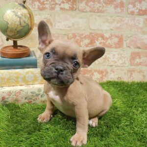 French Bulldog – 924