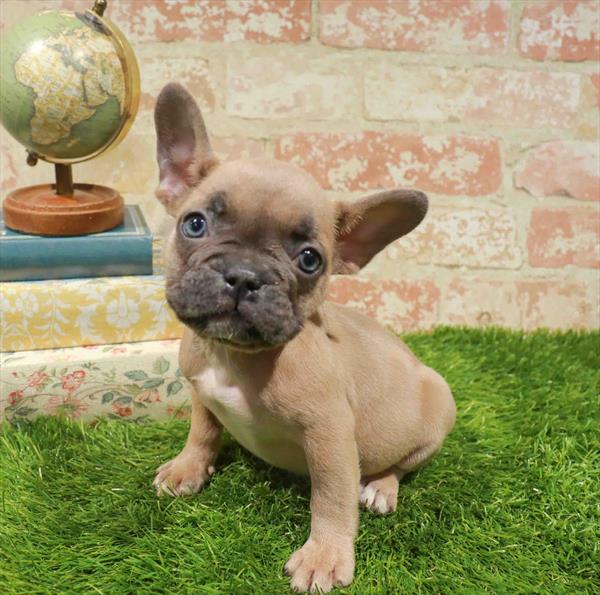 Edith, French Bulldog, Image 1