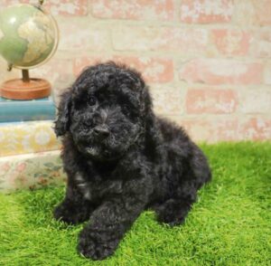 Waggles Poodle puppy available
