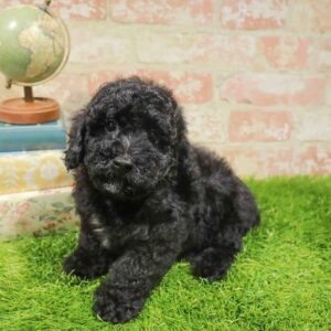 Poodle – 925