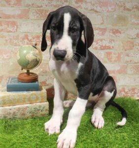 Waggles Great Dane puppy available