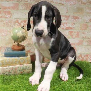 Great Dane – 927