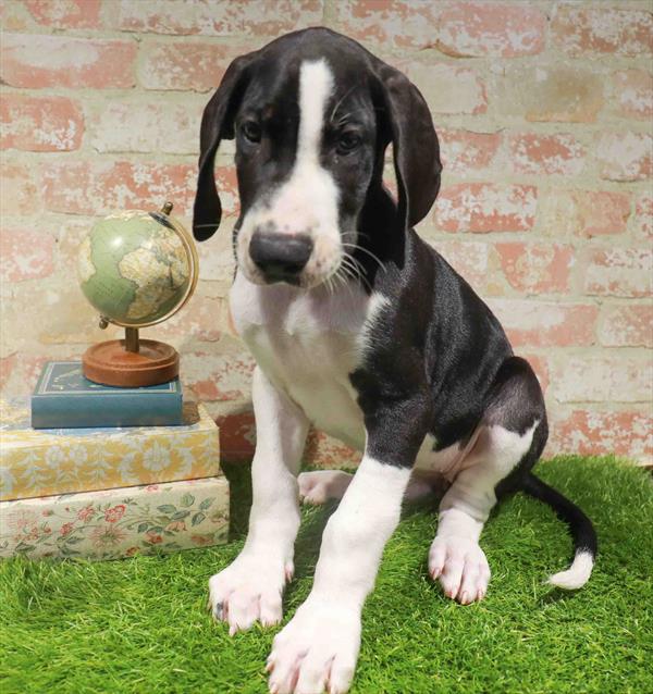 Great Dane - 927, Great Dane, Image 1