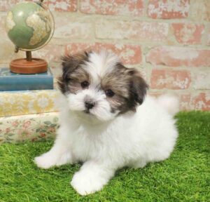 Waggles Havanese puppy available