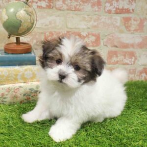 Havanese – 926