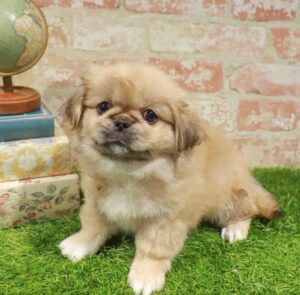 Waggles Pekingese puppy available