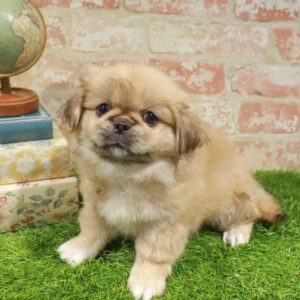 Pekingese – 930