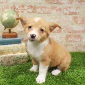 Pembroke Welsh Corgi – 929