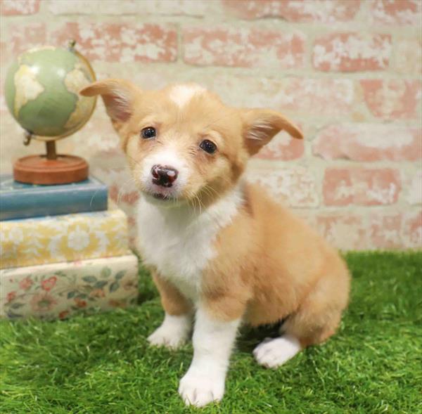 Pembroke Welsh Corgi - 929, Pembroke Welsh Corgi, Image 1