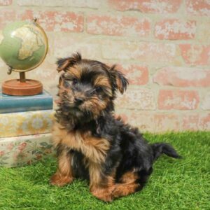 Morkie – 931