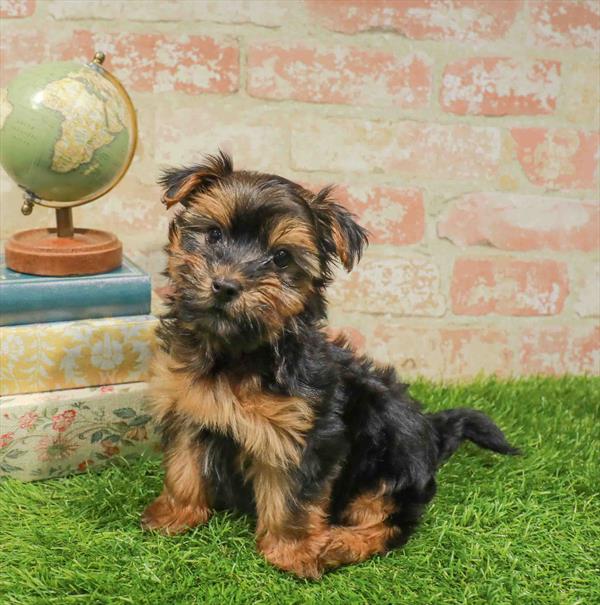 Morkie - 931, Morkie, Image 1