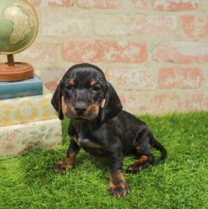 Waggles Dachshund puppy available