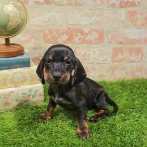 Dachshund – 933