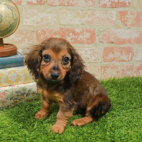 Dachshund - 932, Dachshund, Image 1