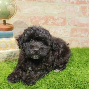 Maltipoo – 934