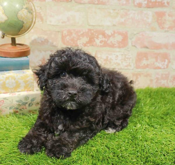 Harvey, Maltipoo, Image 1