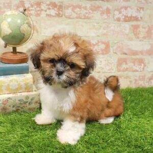 Shih Tzu – 935