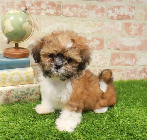 Tony, Shih Tzu, Image 1