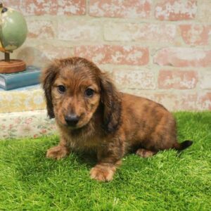 Dachshund – 936