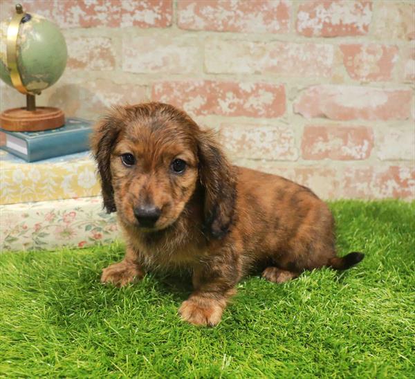 Phil, Dachshund, Image 1