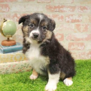 Mini Aussie – 937