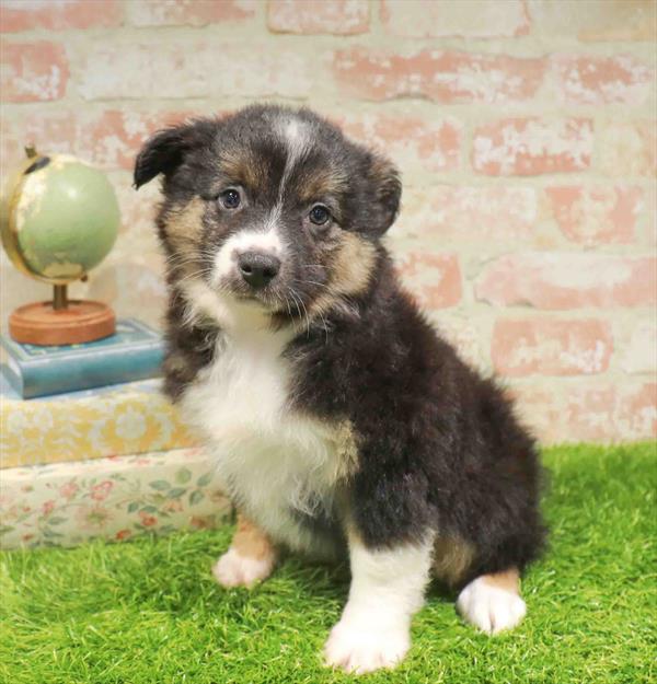 Tara, Mini Aussie, Image 1