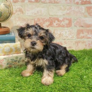 Yorkie – 940