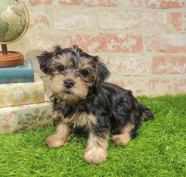 Carroll, Yorkie, Image 1