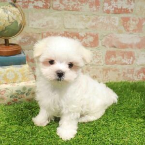 Maltese – 939