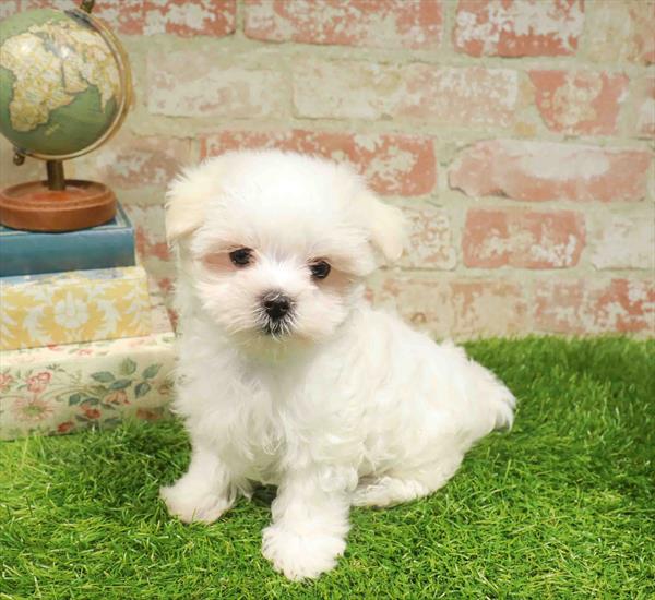 Patty, Maltese, Image 1