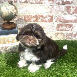 Teddy Bear – 938